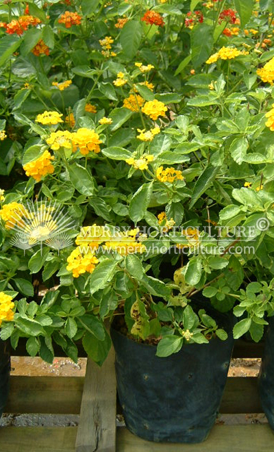 Lantania yellow